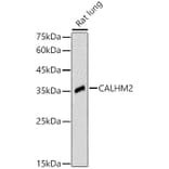 Western Blot - Anti-CALHM2 Antibody (A89472) - Antibodies.com