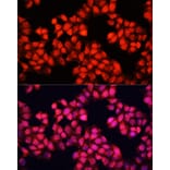 Immunofluorescence - Anti-ALAD Antibody (A89474) - Antibodies.com