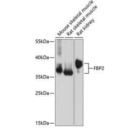 Western Blot - Anti-FBP2 Antibody (A89475) - Antibodies.com