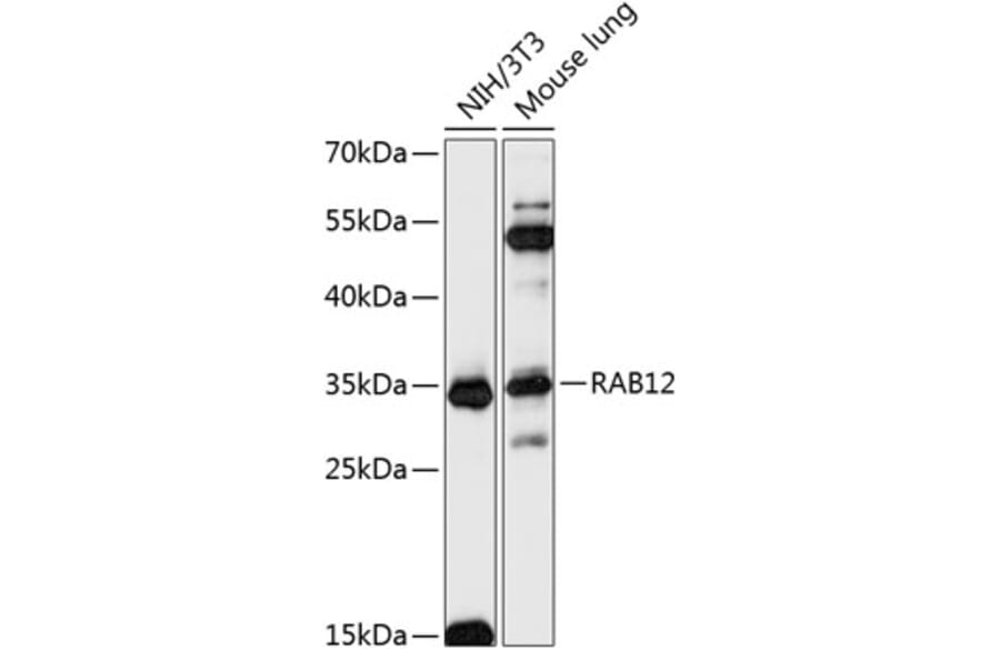 Western Blot - Anti-RAB12 Antibody (A89476) - Antibodies.com