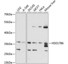 Western Blot - Anti-HSD17B6 Antibody (A89478) - Antibodies.com