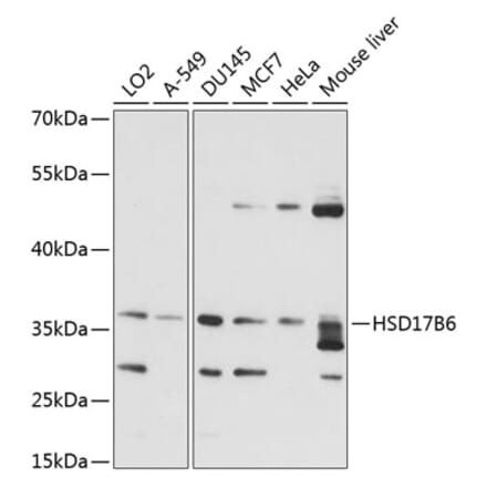 Western Blot - Anti-HSD17B6 Antibody (A89478) - Antibodies.com