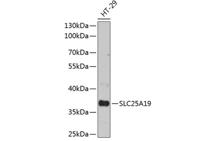 Western Blot - Anti-SLC25A19 Antibody (A89479) - Antibodies.com