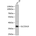 Western Blot - Anti-SLC25A19 Antibody (A89479) - Antibodies.com