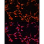 Immunofluorescence - Anti-SLC25A19 Antibody (A89479) - Antibodies.com