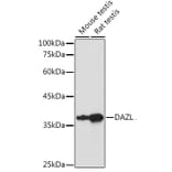 Western Blot - Anti-DAZL Antibody (A89480) - Antibodies.com