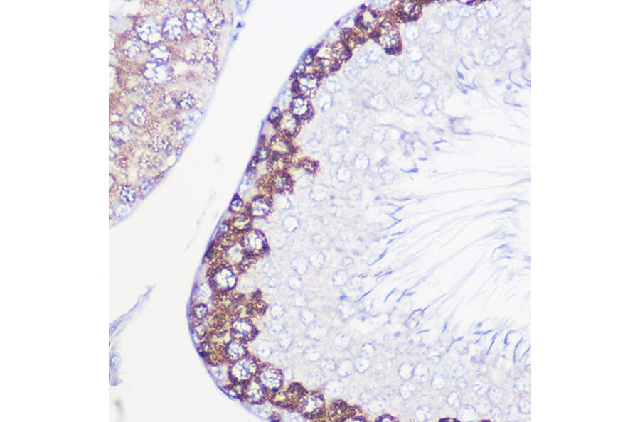 Immunohistochemistry - Anti-DAZL Antibody (A89480) - Antibodies.com