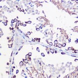 Immunohistochemistry - Anti-DAZL Antibody (A89480) - Antibodies.com