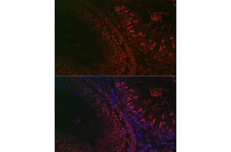 Immunofluorescence - Anti-DAZL Antibody (A89480) - Antibodies.com