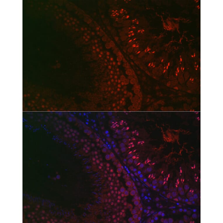 Immunofluorescence - Anti-DAZL Antibody (A89480) - Antibodies.com