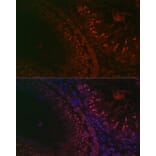 Immunofluorescence - Anti-DAZL Antibody (A89480) - Antibodies.com