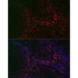 Immunofluorescence - Anti-DAZL Antibody (A89480) - Antibodies.com