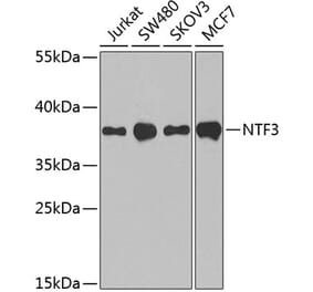 Western Blot - Anti-Neurotrophin 3 Antibody (A89482) - Antibodies.com
