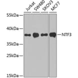Western Blot - Anti-Neurotrophin 3 Antibody (A89482) - Antibodies.com