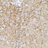 Immunohistochemistry - Anti-Neurotrophin 3 Antibody (A89482) - Antibodies.com