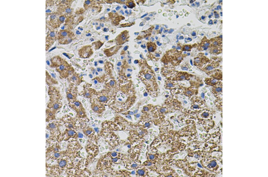 Immunohistochemistry - Anti-Neurotrophin 3 Antibody (A89482) - Antibodies.com
