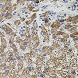 Immunohistochemistry - Anti-Neurotrophin 3 Antibody (A89482) - Antibodies.com