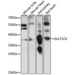 Western Blot - Anti-SULT1C4 Antibody (A89484) - Antibodies.com