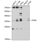 Western Blot - Anti-PURA Antibody (A9296) - Antibodies.com