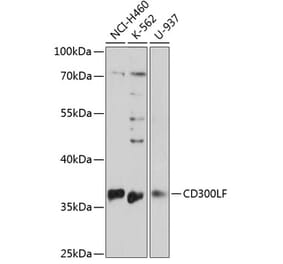 Western Blot - Anti-CD300 Antibody (A89488) - Antibodies.com