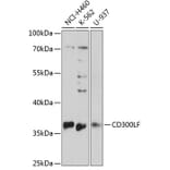 Western Blot - Anti-CD300 Antibody (A89488) - Antibodies.com