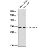 Western Blot - Anti-UCP5 Antibody (A89489) - Antibodies.com