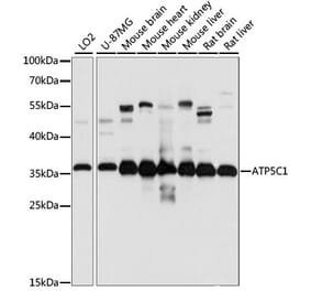 Western Blot - Anti-ATP5C1 Antibody (A89491) - Antibodies.com
