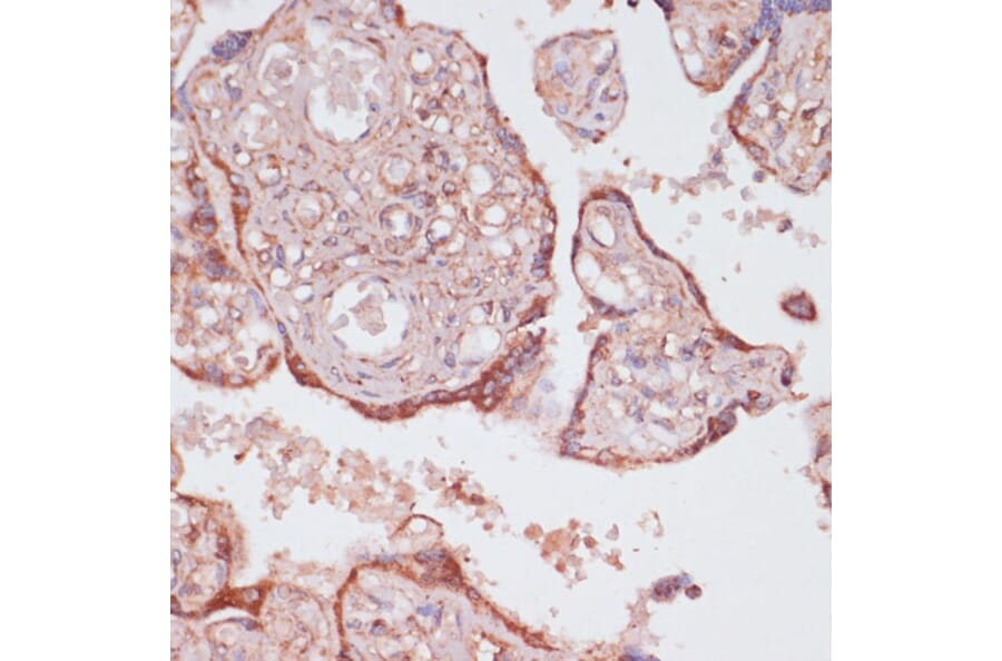 Immunohistochemistry - Anti-ATP5C1 Antibody (A89491) - Antibodies.com
