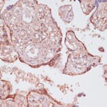 Immunohistochemistry - Anti-ATP5C1 Antibody (A89491) - Antibodies.com