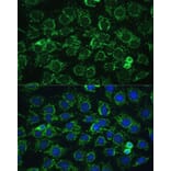 Immunofluorescence - Anti-ATP5C1 Antibody (A89491) - Antibodies.com