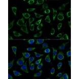 Immunofluorescence - Anti-ATP5C1 Antibody (A89491) - Antibodies.com