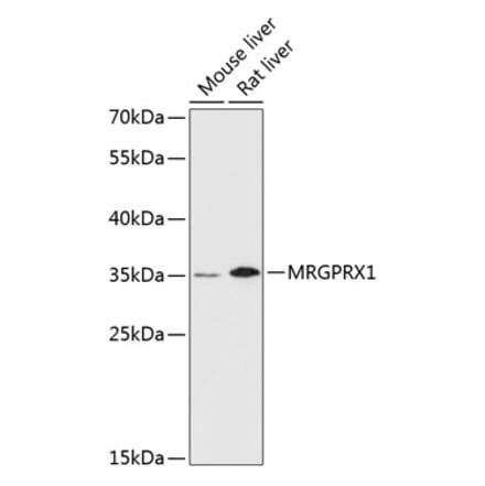 Western Blot - Anti-MRGX1 Antibody (A89492) - Antibodies.com