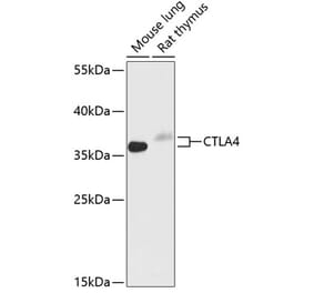 Western Blot - Anti-CTLA4 Antibody (A89497) - Antibodies.com