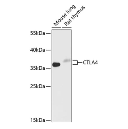 Western Blot - Anti-CTLA4 Antibody (A89497) - Antibodies.com