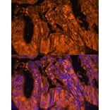 Immunofluorescence - Anti-GAL4 Antibody (A89500) - Antibodies.com