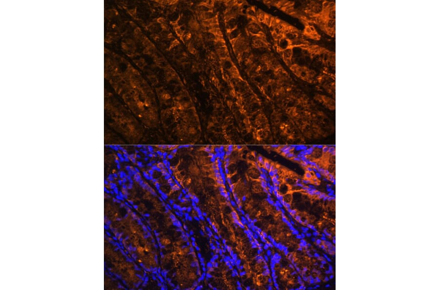 Immunofluorescence - Anti-GAL4 Antibody (A89500) - Antibodies.com