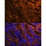 Immunofluorescence - Anti-GAL4 Antibody (A89500) - Antibodies.com