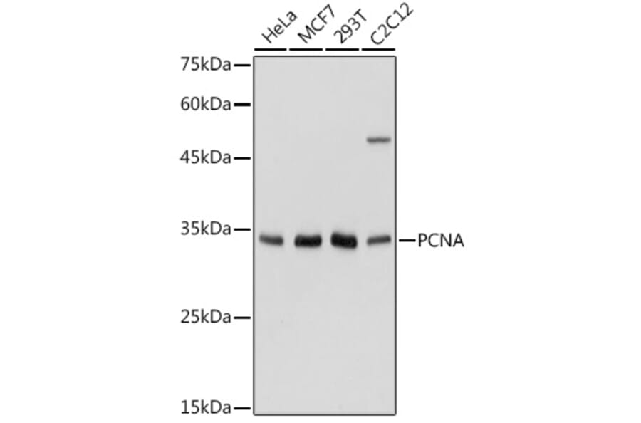 Western Blot - Anti-PCNA Antibody (A89501) - Antibodies.com