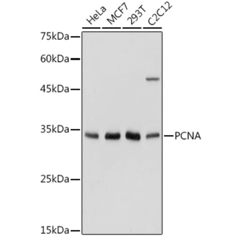 Western Blot - Anti-PCNA Antibody (A89501) - Antibodies.com