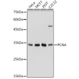 Western Blot - Anti-PCNA Antibody (A89501) - Antibodies.com