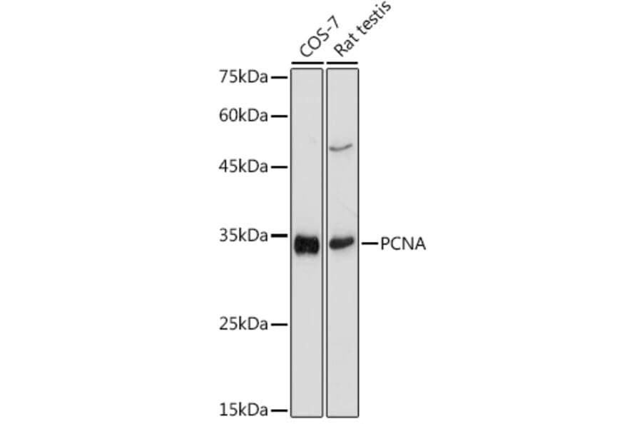 Western Blot - Anti-PCNA Antibody (A89501) - Antibodies.com