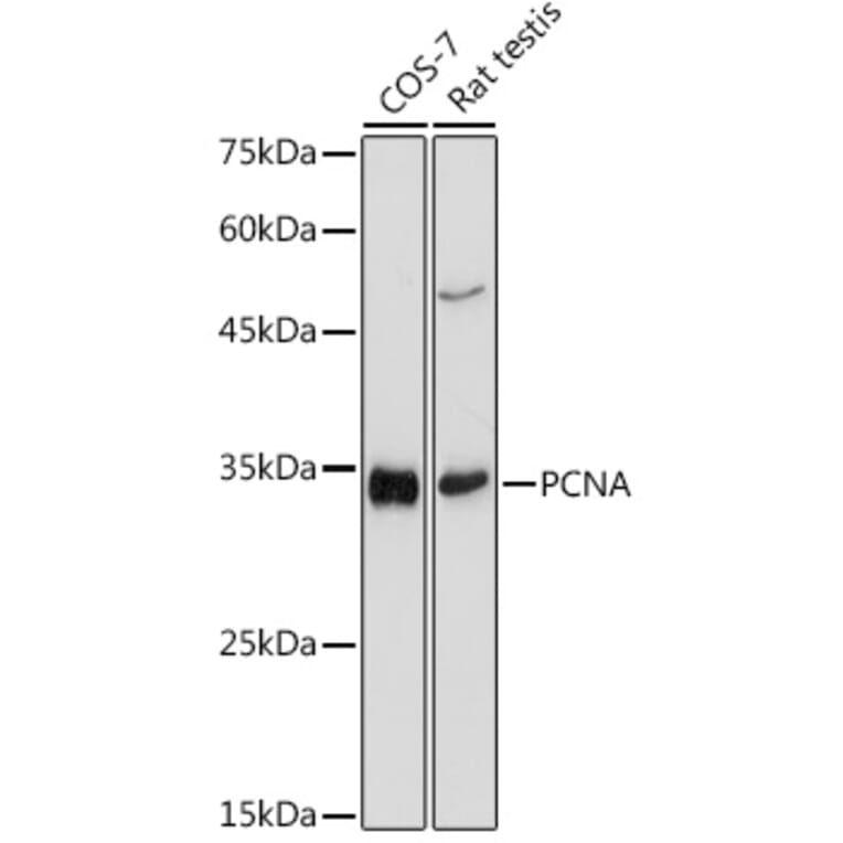 Western Blot - Anti-PCNA Antibody (A89501) - Antibodies.com