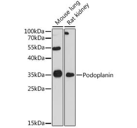 Western Blot - Anti-Podoplanin / gp36 Antibody (A89502) - Antibodies.com