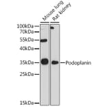 Western Blot - Anti-Podoplanin/gp36 Antibody (A89502) - Antibodies.com