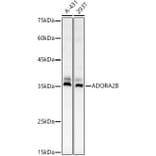 Western Blot - Anti-Adenosine A2b Receptor/ADORA2B Antibody (A89504) - Antibodies.com