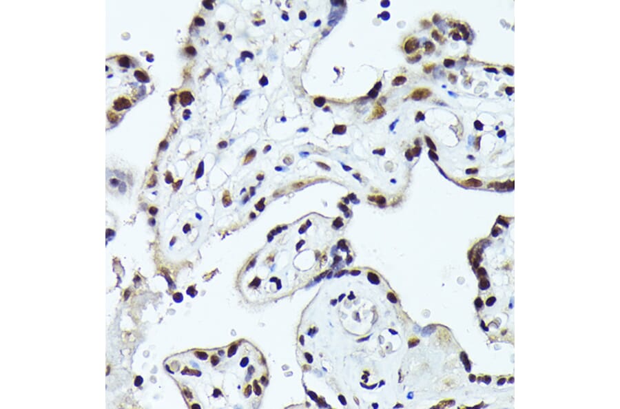 Immunohistochemistry - Anti-Fos B Antibody (A89506) - Antibodies.com