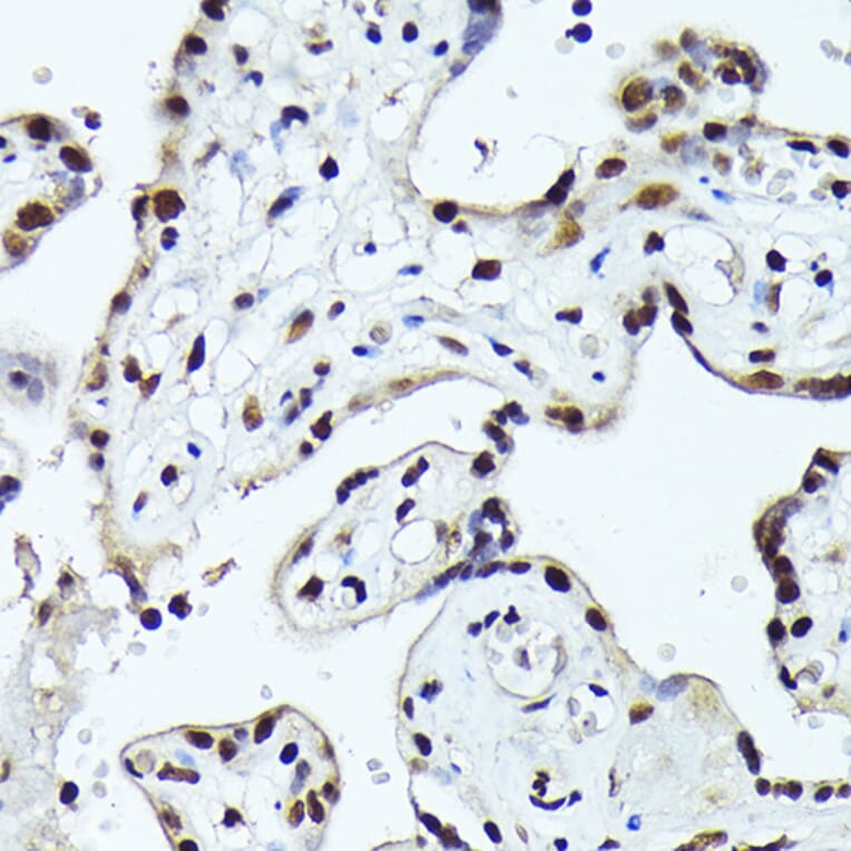 Immunohistochemistry - Anti-Fos B Antibody (A89506) - Antibodies.com