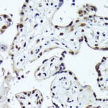 Immunohistochemistry - Anti-Fos B Antibody (A89506) - Antibodies.com