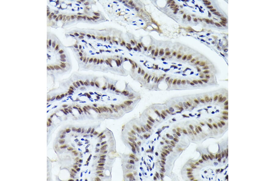 Immunohistochemistry - Anti-Fos B Antibody (A89506) - Antibodies.com