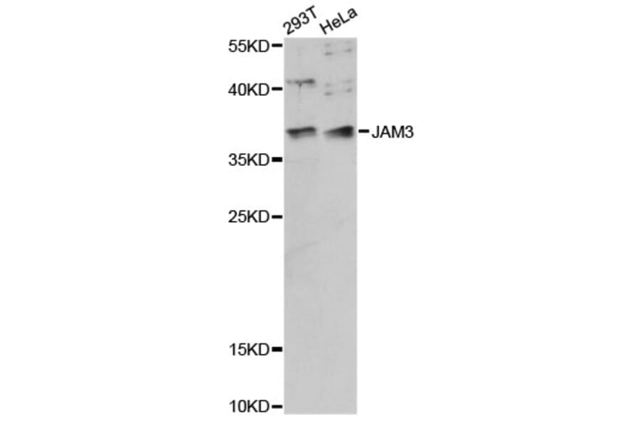 Western Blot - Anti-JAM3 Antibody (A14942) - Antibodies.com